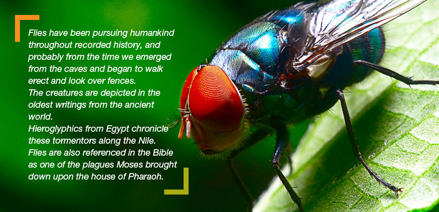 Fly Facts